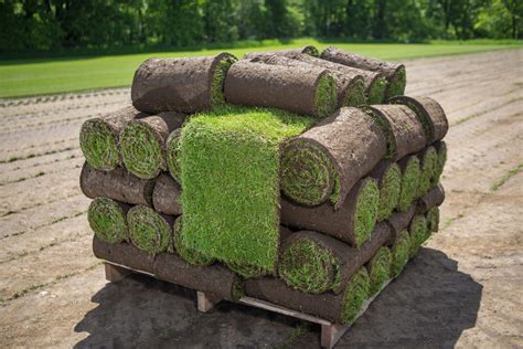 turf suppliers